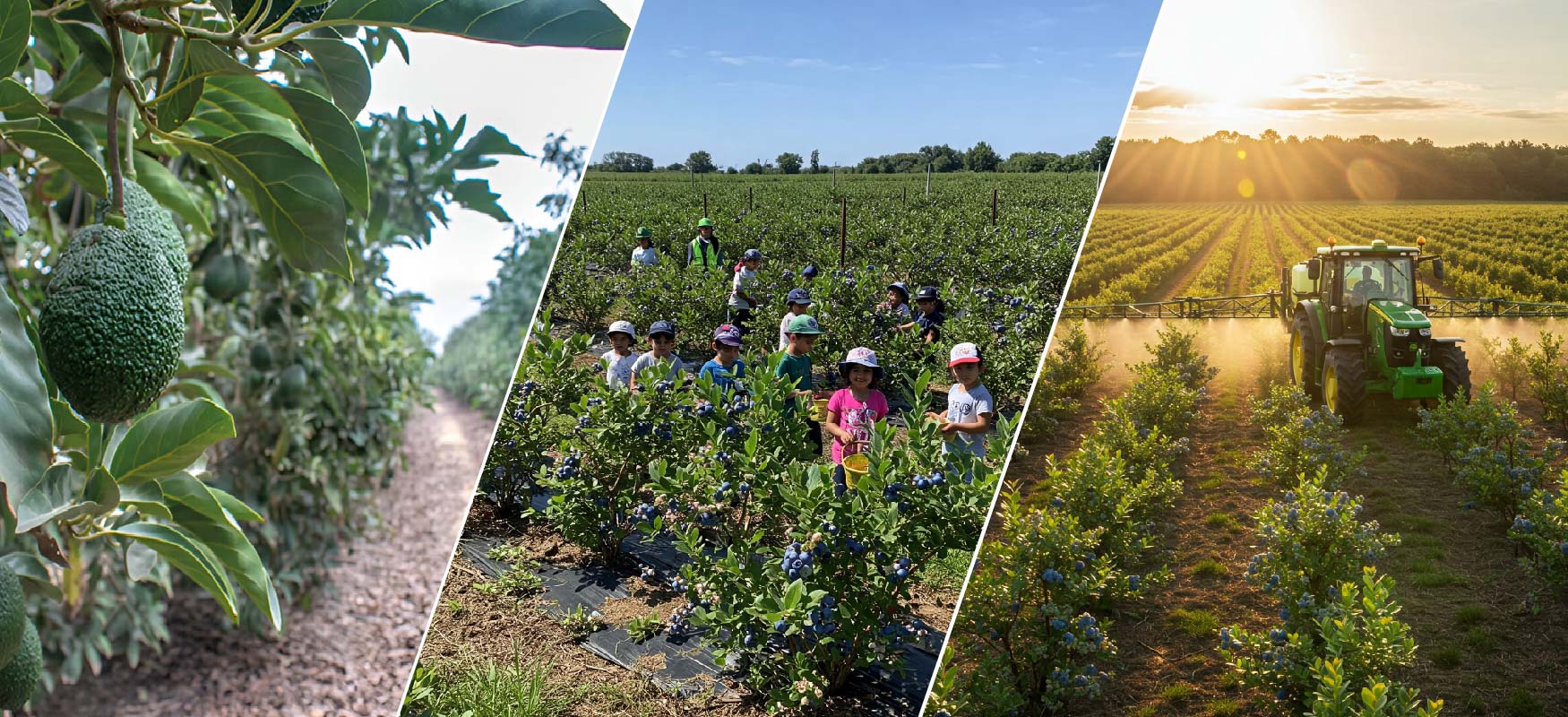 Somos especialistas en servicios agricolas, maquinpe group