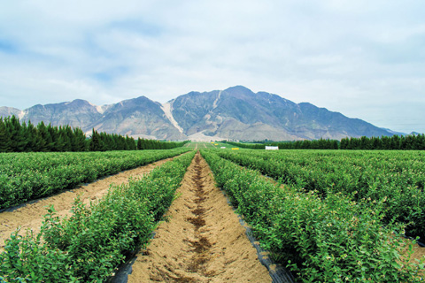 Cultivos de Alta Producción