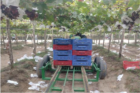 Transportes de Frutales