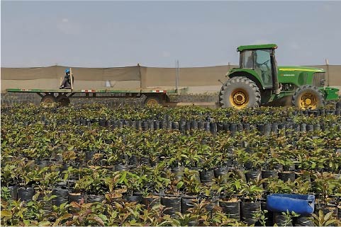 Transportes Plantaciones